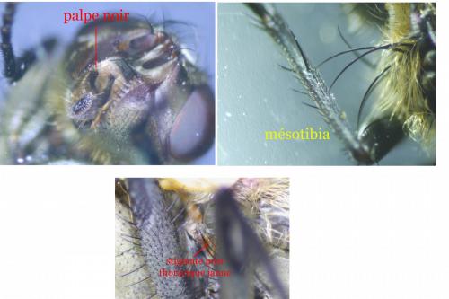 Pollenia angustigena